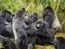 A Group Of Gorillas