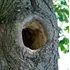 Tree Hollow (You Don'T Know Whats Inside)