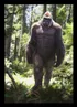 Sasquatch/Bigfoot (monke)