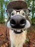 nerdog