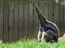 ant hole eater