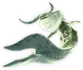 Ceadeus