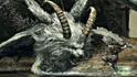 Sanctuary Guardian [Dark Souls I]