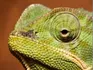 CAmELION