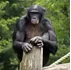 Bonobos