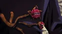 Cursed Buds