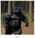 BuffPugCatchi