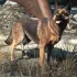 FO4 Dogmeat Infobox