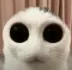 Big Eyed Cat