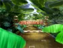 GP DK Jungle