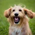 Ai generated dog