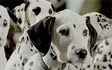 101 Dalmatians