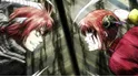 Kagura Yato VS Kamui Yato