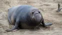 elephant seal (not this cute one. the pickup sized one)