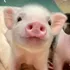 Piggie