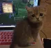 Hardcore gamer Kitty