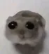 Sad Hamster