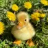 Baby Duck