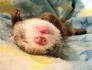 A small furet