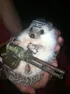 Commandant Hedgehog