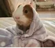 Depressed Guinea Pig