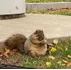 Fat Squirrel