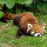 Red Panda