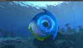 Bublik Fish