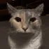 Cat 1000yd stare