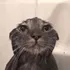 Wet cat