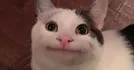 Polite cat