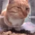 Judgmental cat