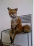 Cursed fox