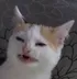 Disgusted cat