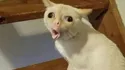 Coughing Cat