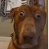 Horrified dog
