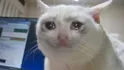 Crying cat