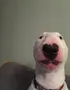 Walter