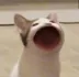 Pop cat