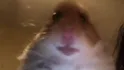 Hamster FaceTime