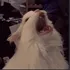 Cat yelling