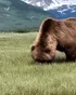 Kodiak Bear (Largest subspecies of brown bear)
