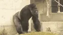 Silver Back Gorilla