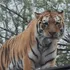 Siberian Tiger (Largest Subspecies of tigers)