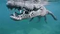 Salt Water Crocadile (Largest Crocadiles)