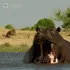 Hippopotamus