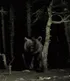 Grizzly Bear ( Most aggressive subspecies of brown bear)