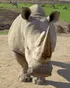 Rhinoceros