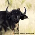 African Cape Buffalo