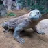 Komodo Dragon